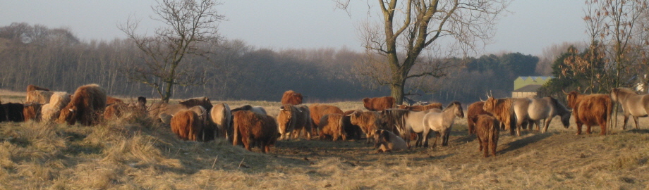 Wilma Bergveld - koeien Lentevreugd - dia.jpg